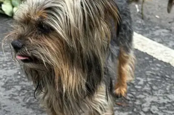 Найдена собака, 2-я Портовая 16, Ярославль