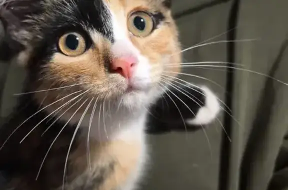 Котёнок ищет дом, Пролетарская 12, Кемерово