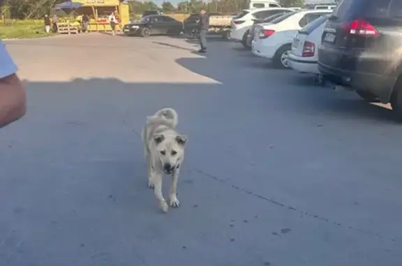 Найдена собака, , фото: Собака найдена: Центр. ул, 1Д
