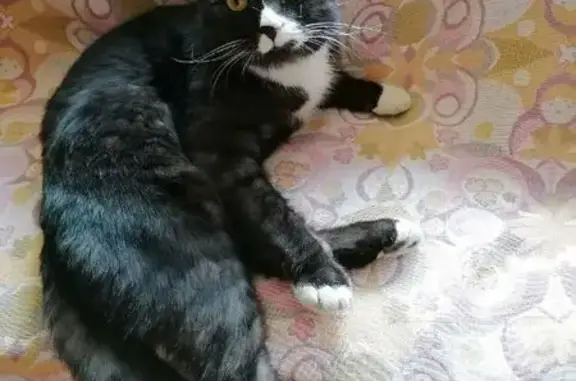 Пропала кошка, Кудемское, Архангельск