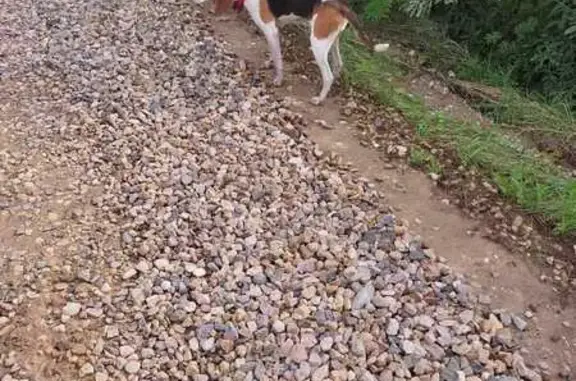 Найдена собака, Владимирская область, фото: Собака найдена в Каринском, Владимирская обл.
