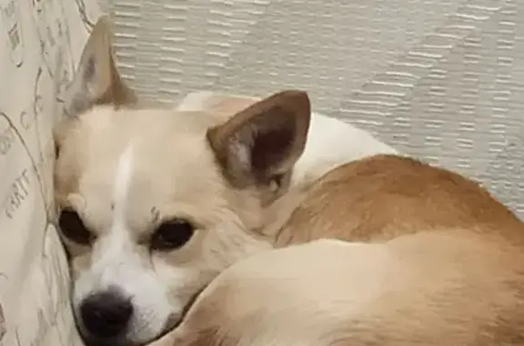 Собаки потеряшки, Тотемский муниципальный округ, фото: Потеряшка собака у леса, Вологодская обл.