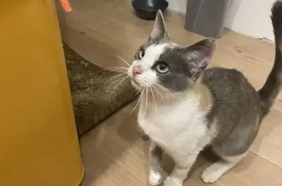 Кошка найдена: ул. Богдановича, Н. Новгород