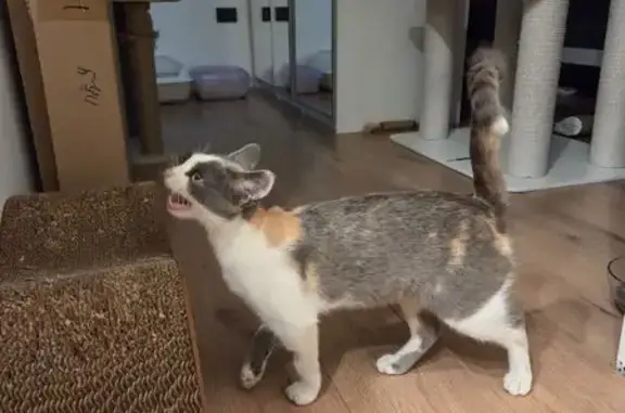 Найдена кошка, Нижний Новгород, фото: Кошка найдена: Казанское шоссе 23 к2