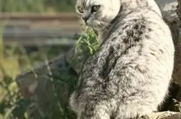 Пропала кошка, Казань, Татарстан