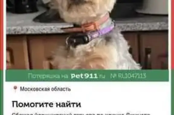 Пропала собака, найдена: Московская область