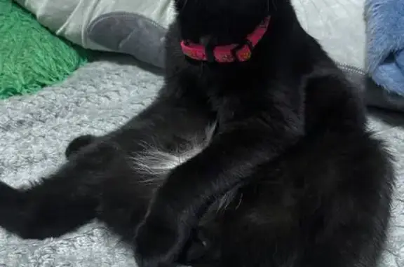 Кошки потеряшки, Йошкар-Ола, фото: Потеряшка кошка, Кирпичная ул. 5, Йошкар-Ола