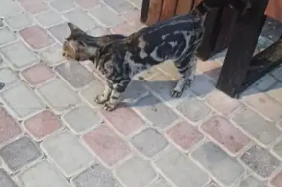 Найдена кошка, Анапа, фото: Найдена кошка, Парковая ул. 61 к2, Анапа