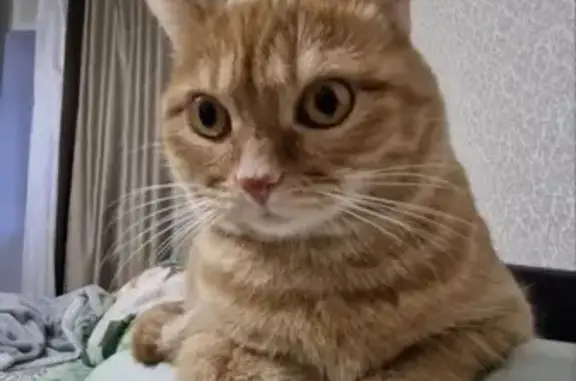 Кошки потеряшки, Ульяновск, фото: Потеряшка кошка, Московское шоссе, 56