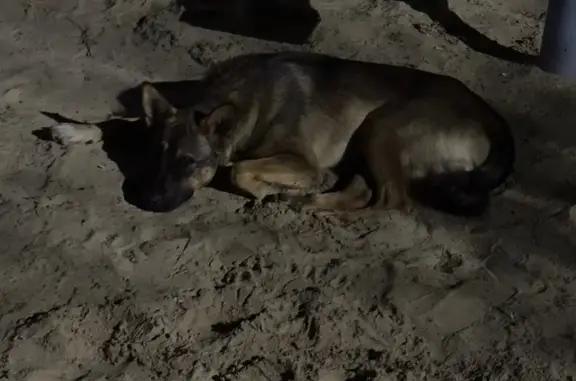 Найдена собака, Казань, фото: Найдена собака, ул. Фрунзе, Казань