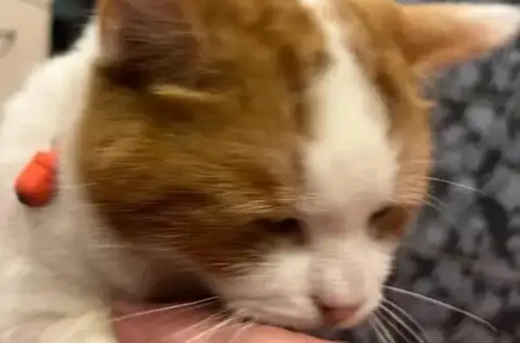 Кошка найдена, ул. Радищева 21/9, Пушкин