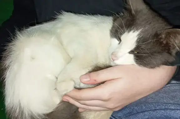 Кошка найдена на Панкратова, 66Б, Вологда