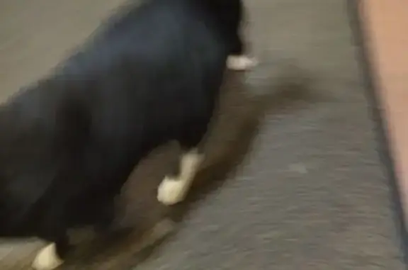 Черная кошка найдена на Советской, 38