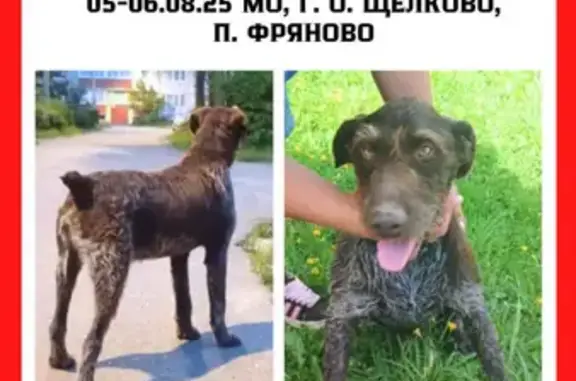 Найдена собака, Москва, фото: Найдена собака, Фряново, городской округ Щёлково, Московская область