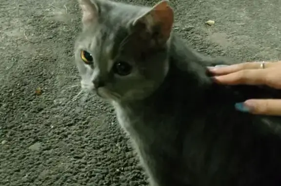 Найдена кошка, Казань, фото: Найдена кошка, ул. Тунакова 54, Казань
