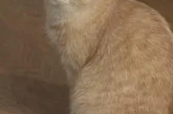 Кошки потеряшки, , фото: Потеряшка кошка, Степной-1 мкр, 41