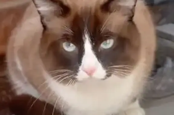 Потерянные животные Якутск, фото: Пропала кошка Маки, Красноярова 1, Якутск