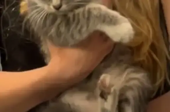 Найдена кошка, Рязань, фото: Кошка найдена: Солотчинское шоссе, 2