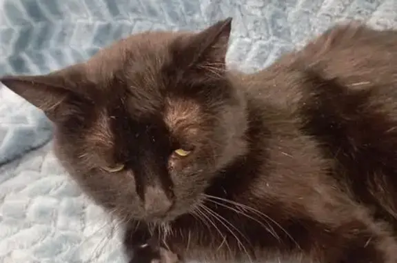 Пропала кошка, ул. Мальцева, 6, В. Пышма