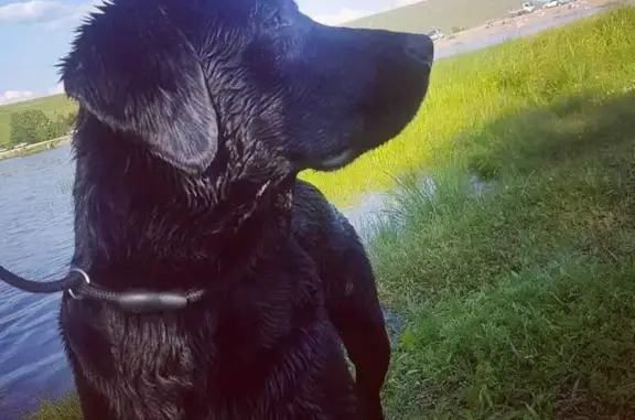 Собаки потеряшки, Чита, фото: Потеряшка собака Лорд, ул. Строителей 74, Чита