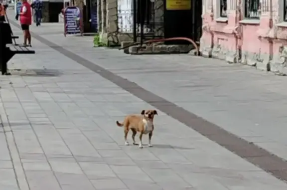 Найденные животные Камышлов, фото: Собака найдена: ул. Ленина, 30, Камышлов