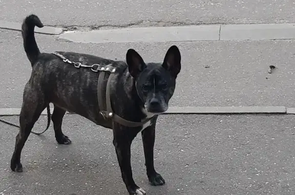 Собака у подъезда: Моск. пр., 163, Ярославль