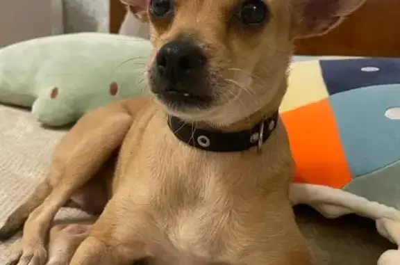 Собаки потеряшки, Сочи, фото: Потеряшка собака, ул. Корчагина 11, Сочи