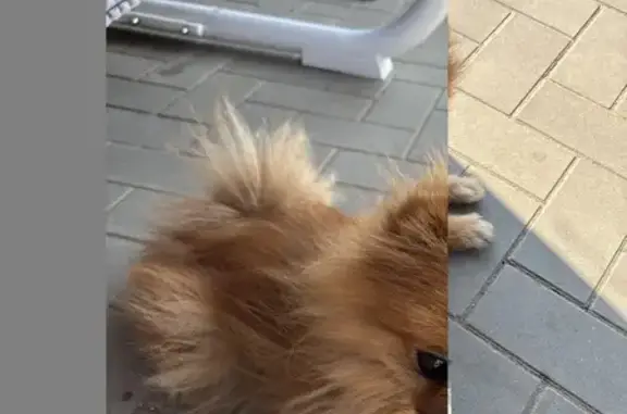 Найдена собака, , фото: Найдена рыжая собака, Садовая ул., Кр. Яр