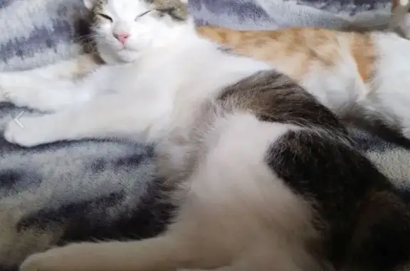 Кошки потеряшки, Иваново, фото: Потеряшка кот, Шуйская ул., Иваново