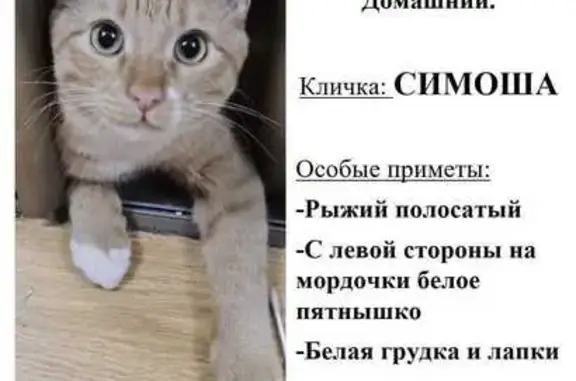 Пропала кошка, 5, Марьино