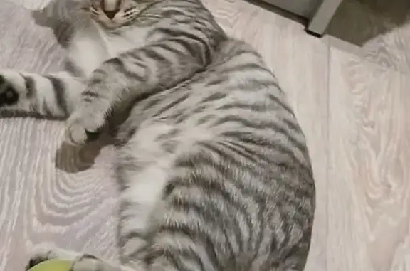 Пропал кот, ул. Л.Толстого, Алексин