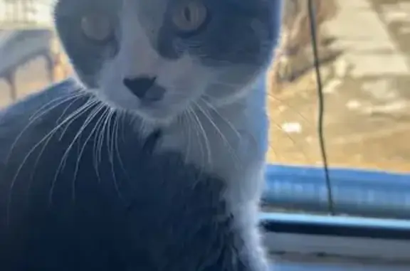 Потерянные животные Якутск, фото: Пропала кошка, ул. Челюскина 8/3, Якутск