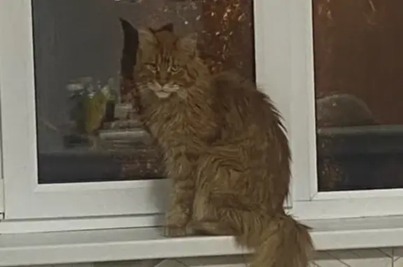 Пропала кошка, бульвар Рябикова 50, Иркутск