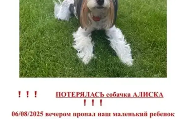Пропала собака на ул. Кузбасская, 10А