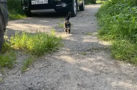 Кошки потеряшки, , фото: Потеряшка кошка, Юрьев-Польский, Красносельское
