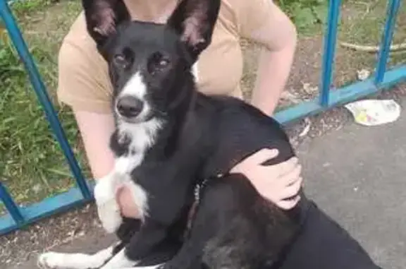 Собака найдена: ул. М. Никифорова, 7, Омск