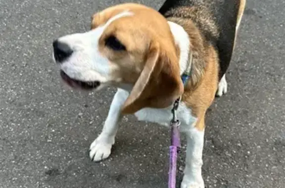 Собаки потеряшки, Урыв-Покровка, фото: Потеряшка собака, Урыв-Покровка, 9А