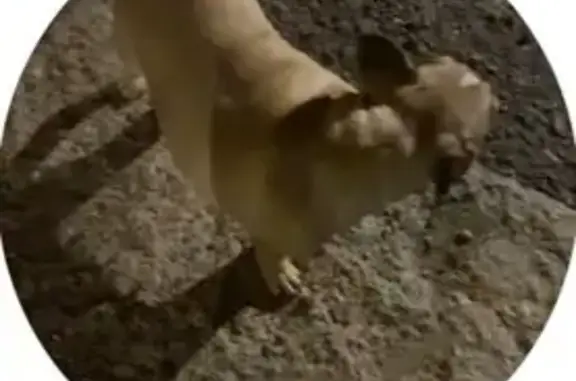 Найдены бульдоги, ул. Островского, 14Б