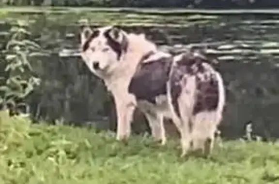 Найдена собака, , фото: Собака найдена, ищу хозяев: Сергеево, 21