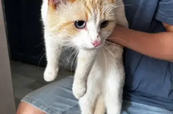 Найдена кошка, Златоуст, фото: Кошка найдена: 2-я Шоссейная, 4, Златоуст