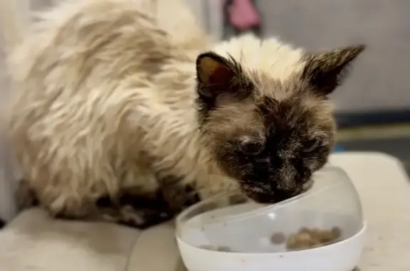 Кошка найдена в лесу, «Иртыш», Курган