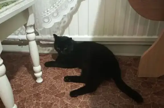 Найдена черная кошка, ул. Ивана Попова, 10