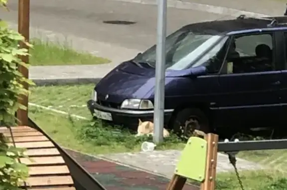 Собака с ошейником, Ленинский 81, Калининград