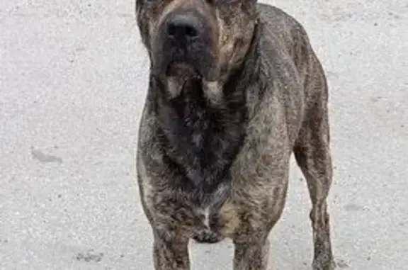 Собака найдена: Боровая ул. 39, Ордынское