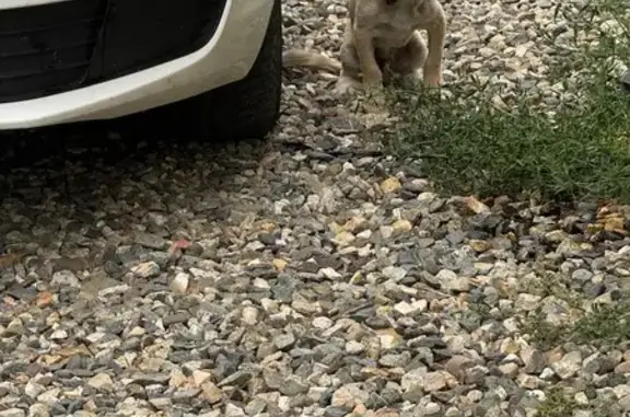 Собака найдена: Широкая ул., 37/1, Михайловск