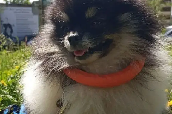 Собаки потеряшки, Бикин, фото: Потеряшка собака, Сахалинская 8, Бикин