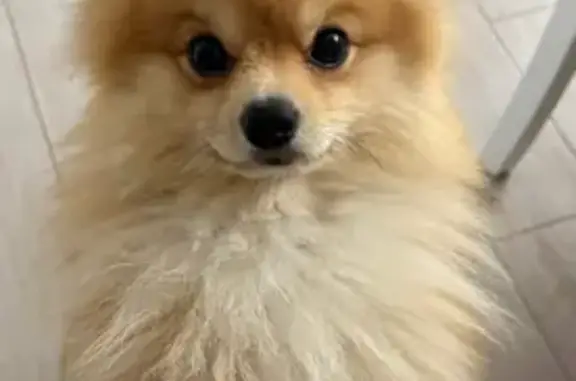 Собака найдена на Советской площади, Саранск