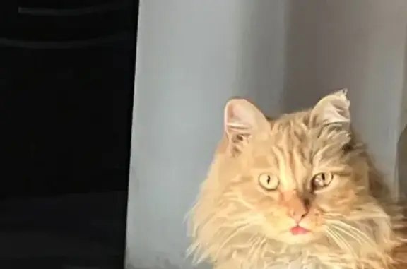 Кошки потеряшки, Кызыл, фото: Потеряшка кошка, Интернациональная 49, Кызыл