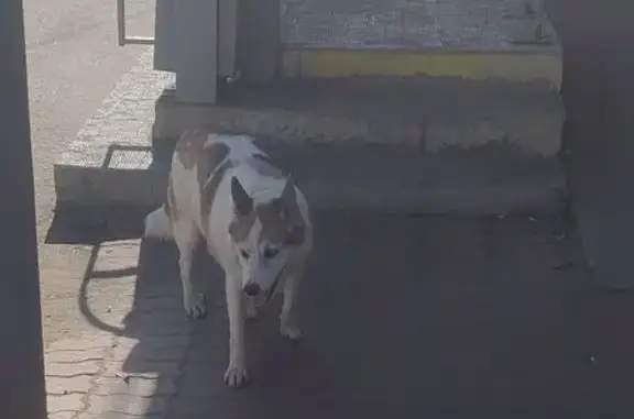 Собака найдена у Магнита, Копытова 45