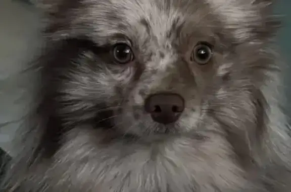 Собаки потеряшки, городской округ Сургут, фото: Потеряшка собака, ул. Мелик-Карамова, 5/2